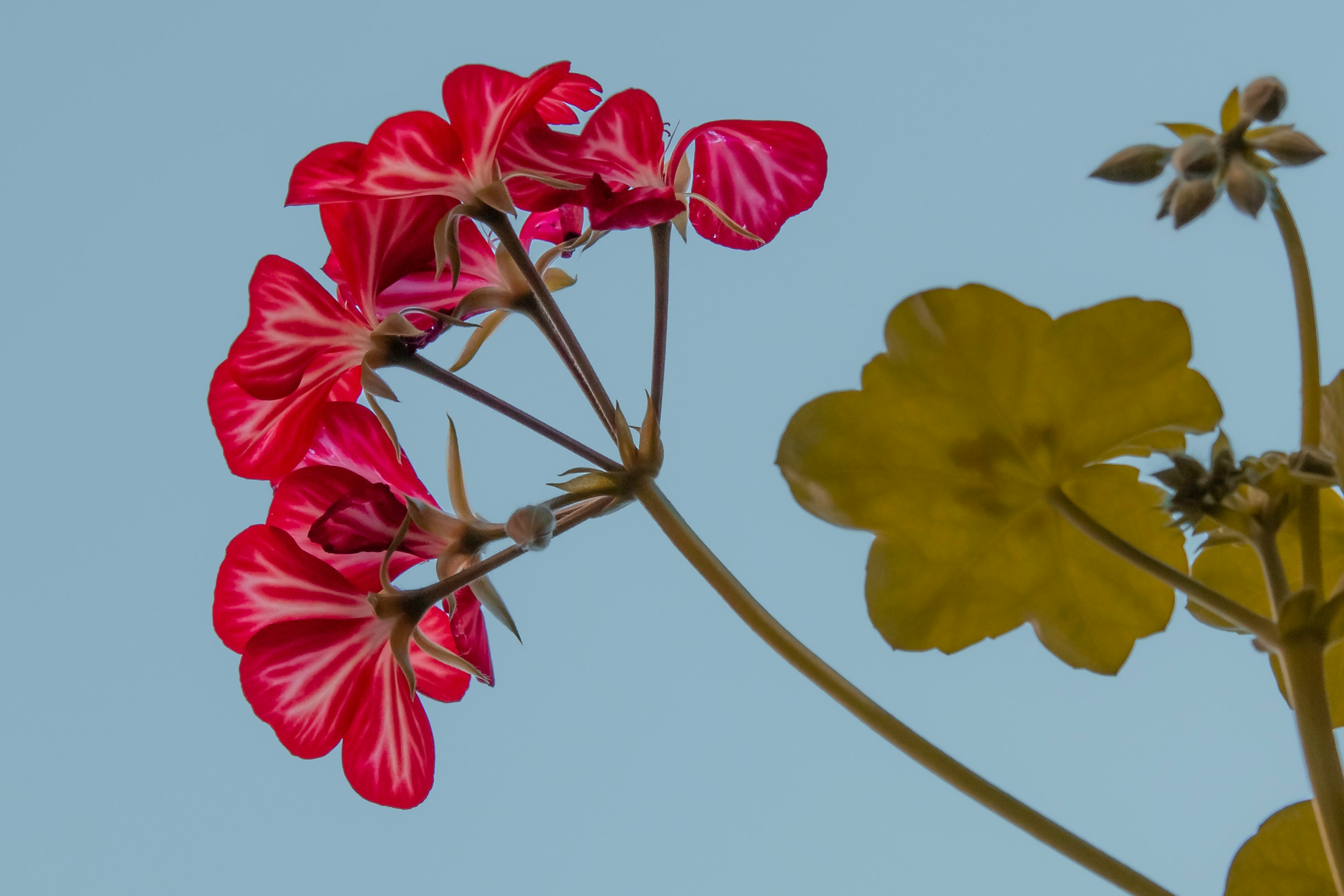 pink and yellow flowers under blue sky during daytime